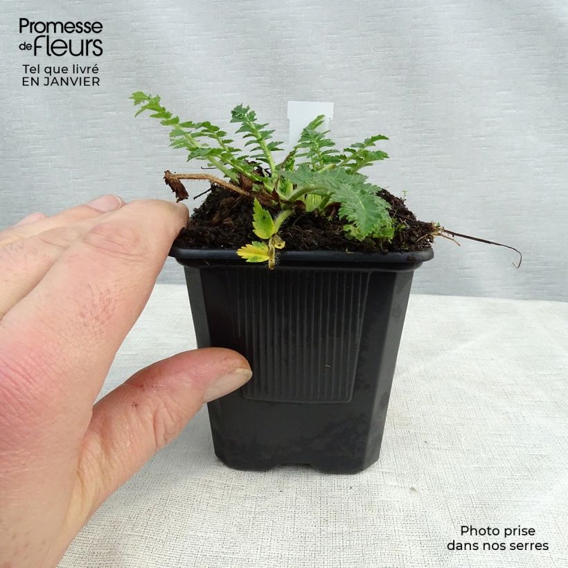 Erodium manescavii - Storksbill 8/9 cm pot sample as delivered in winter