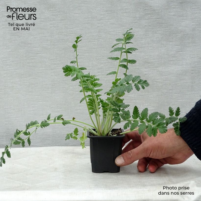 Erodium manescavii - Storksbill 8/9 cm pot sample as delivered in spring