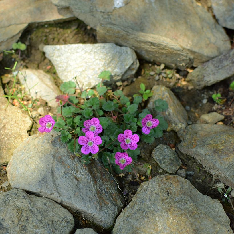 Erodium Bishops Form - Storksbill (Plant habit)