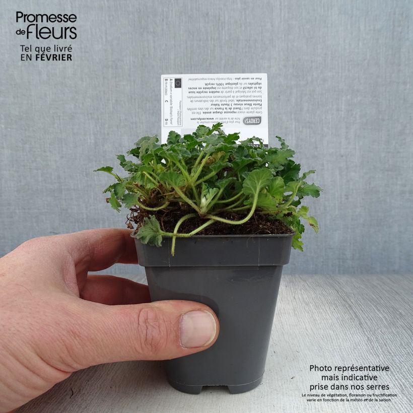 Erodium Bishops Form - Storksbill 8/9 cm pot sample as delivered in winter