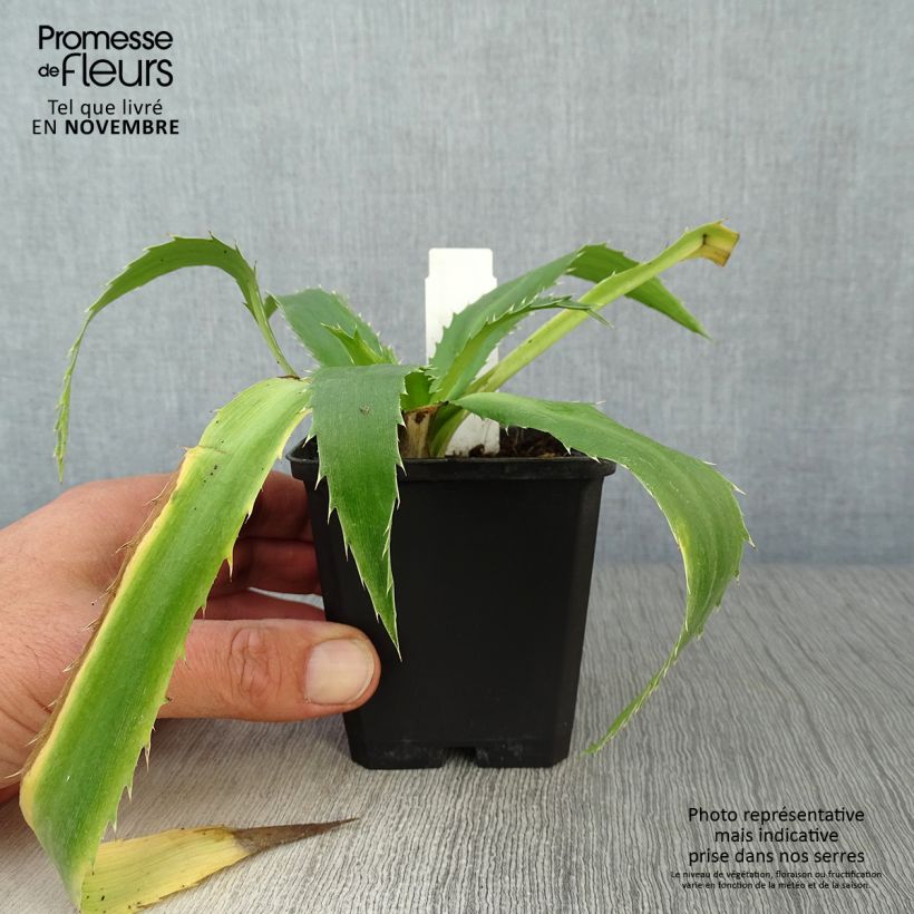 Eryngium agavifolium 8/9 cm pot sample as delivered in autumn