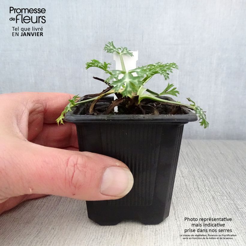 Eryngium bourgatii 8/9 cm pot sample as delivered in winter