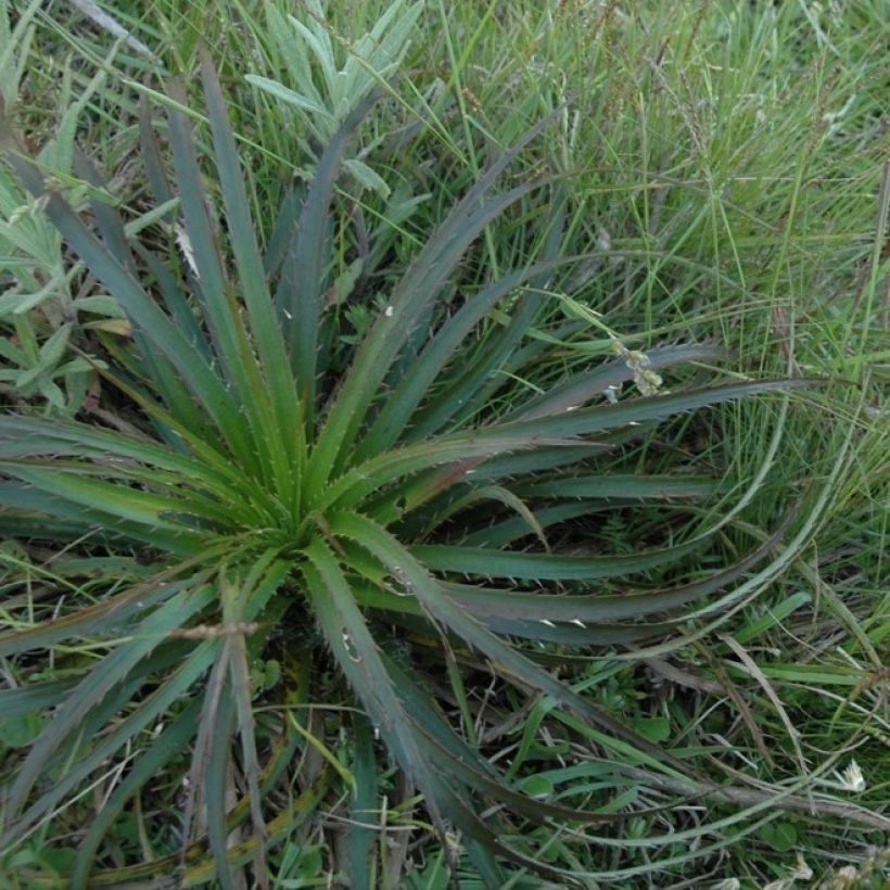 Eryngium horridum (Plant habit)