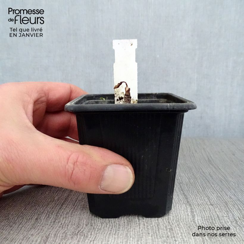 Eryngium maritimum 8/9 cm pot sample as delivered in winter