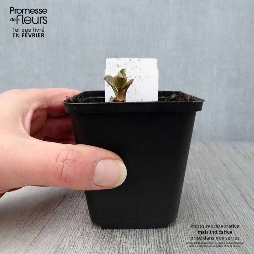 Eryngium planum Blauer Zwerg 8/9 cm pot sample as delivered in winter