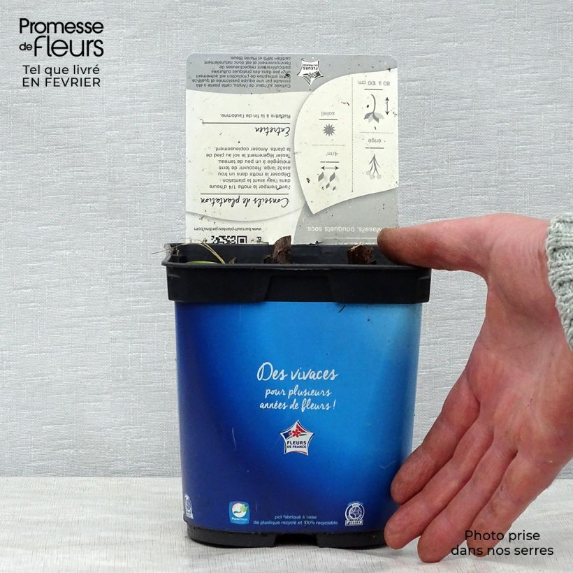 Eryngium planum Blue Hobbit 2L/3L pot sample as delivered in winter