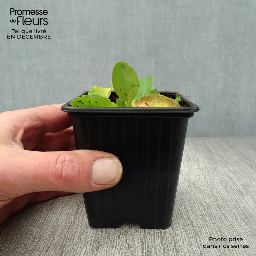 Eryngium planum Neptunes Gold 8/9 cm pot sample as delivered in winter