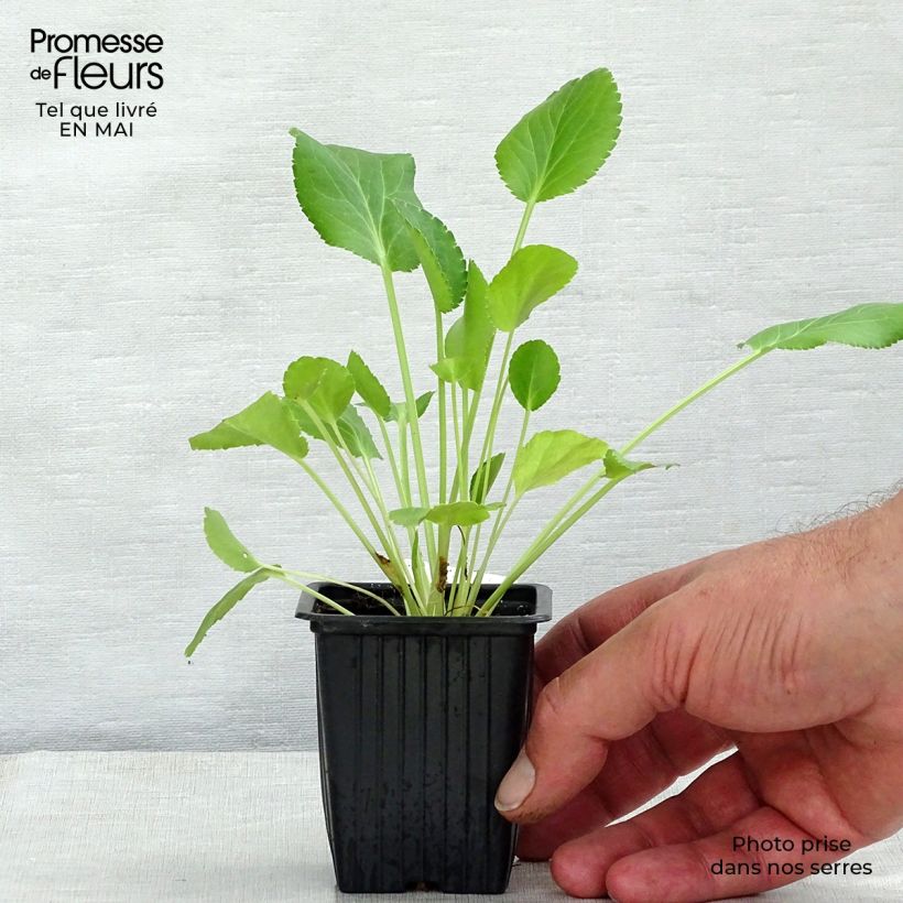 Eryngium planum 7/8 cm pot sample as delivered in spring