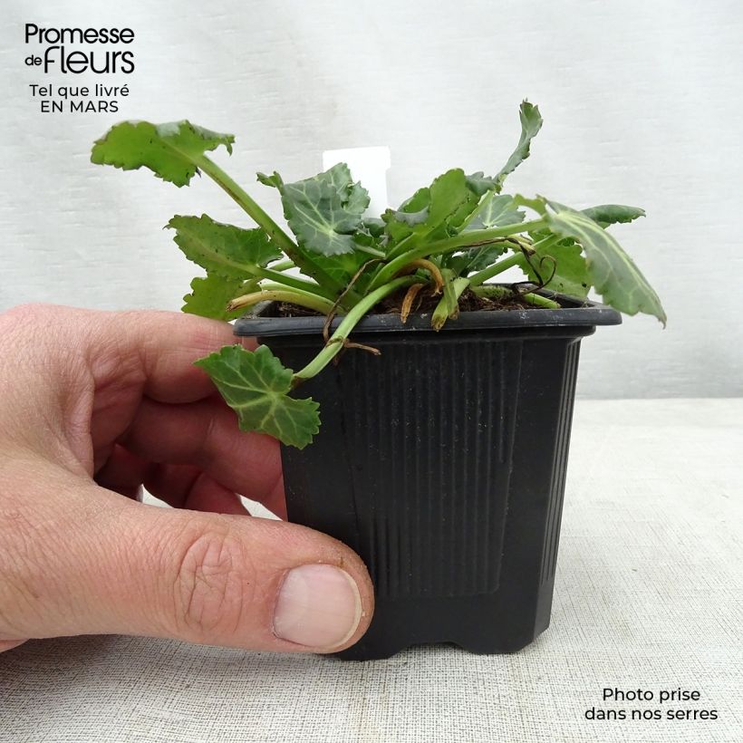 Eryngium variifolium 8/9 cm pot sample as delivered in spring