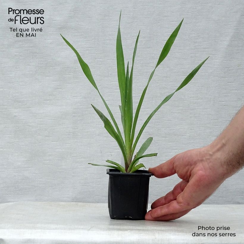 Eryngium yuccifolium 8/9 cm pot sample as delivered in spring