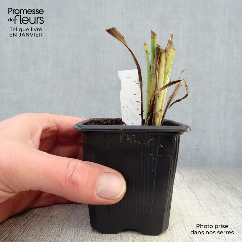 Eryngium yuccifolium 8/9 cm pot sample as delivered in winter