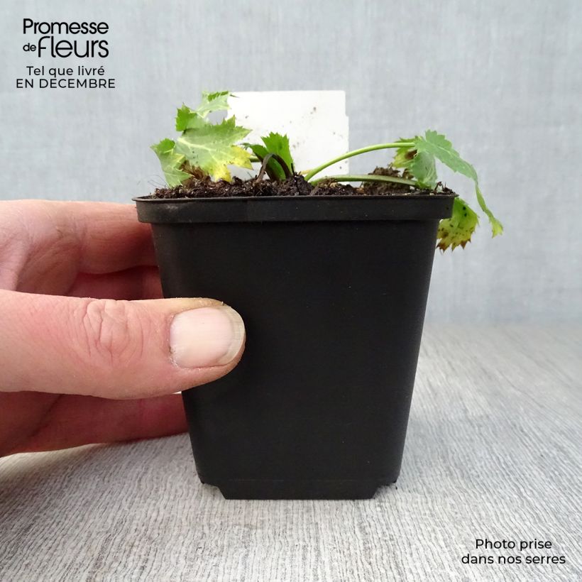 Eryngium zabelii Big Blue 8/9 cm pot sample as delivered in winter