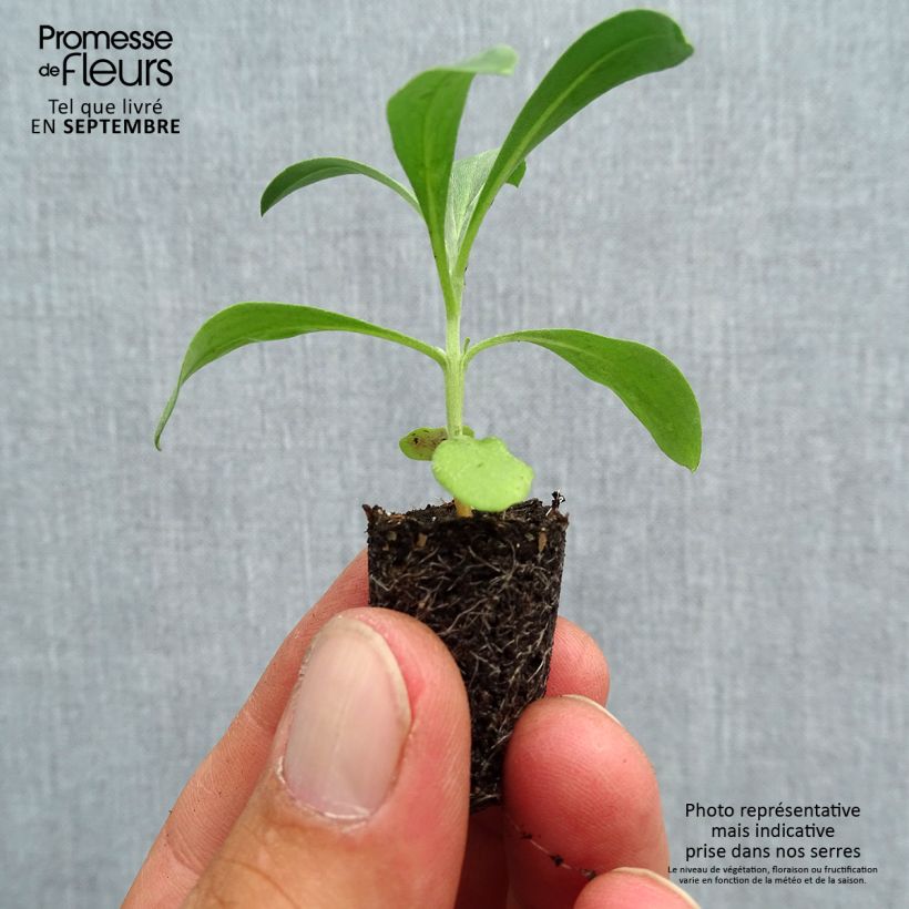 Erysimum Bedder Plug Plant Mix - Wallflower Plug plant 1.5/2.5 cm sample as delivered in autumn