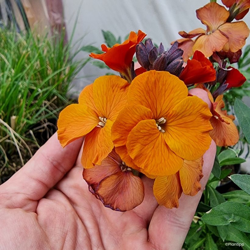 Erysimum cheiri Colour Vibe Orange - Perennial wallflower (Flowering)