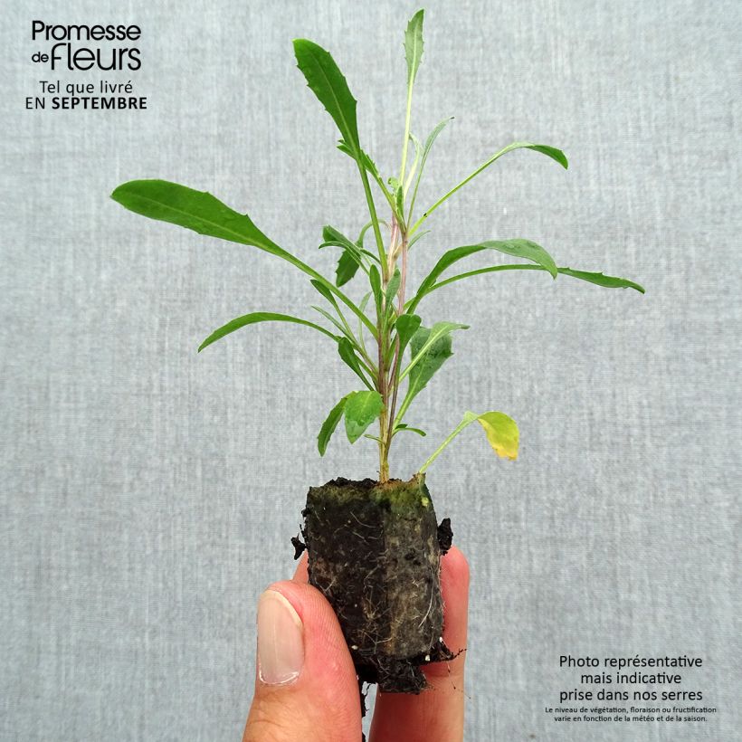 Erysimum allionii Zwerg Jaune - Wallflower Plug plant 3/4cm sample as delivered in autumn