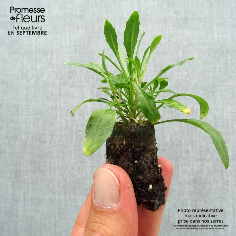 Erysimum allionii Zwerg Mango - Wallflower Plug plant 3/4cm sample as delivered in autumn