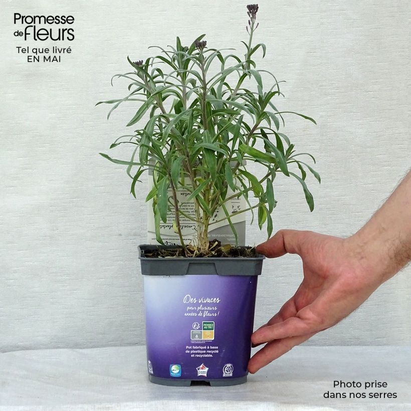 Erysimum linifolium Variegatum - Wallflower 8/9 cm pot sample as delivered in spring