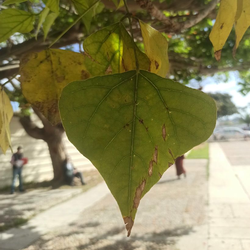 Erythrina caffra - African coral tree (Foliage)