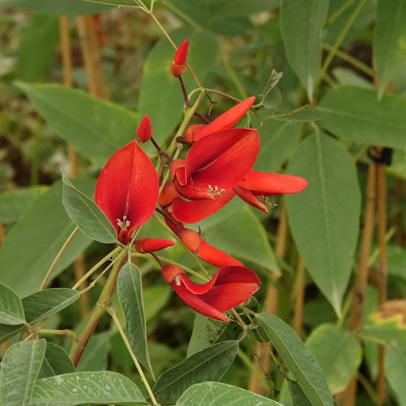 Erythrina crista-galli Compacta - Cockspur Coral Tree (Flowering)