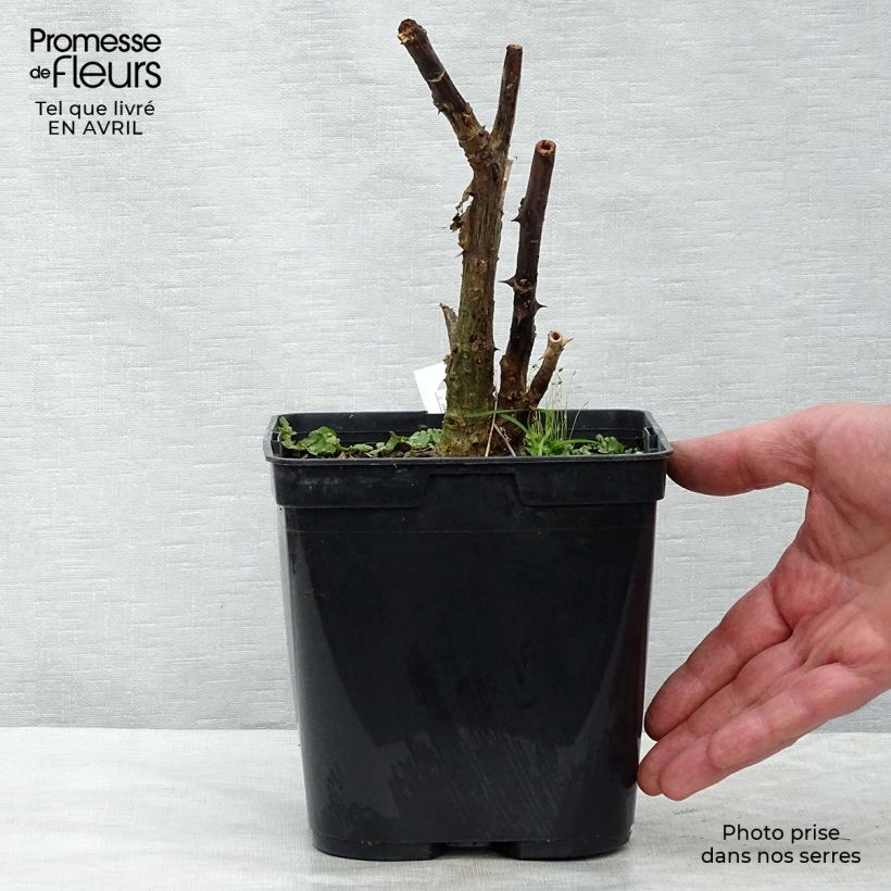 Erythrina crista-galli Compacta - Cockspur Coral Tree 2L/3L pot sample as delivered in spring