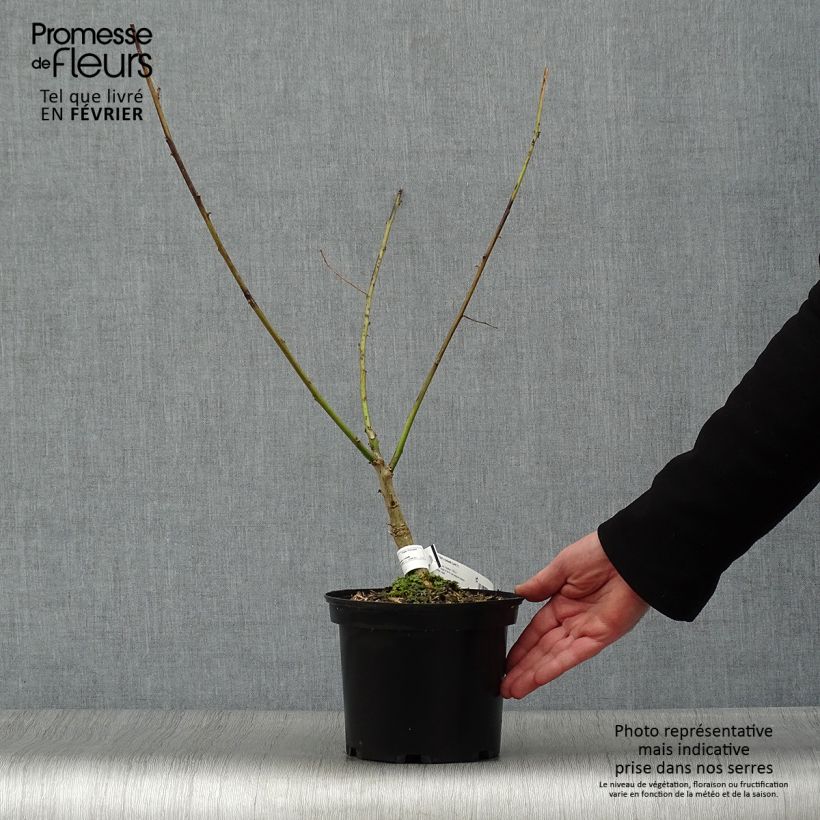 Erythrina x bidwillii - Coral Tree 2L/3L pot sample as delivered in winter