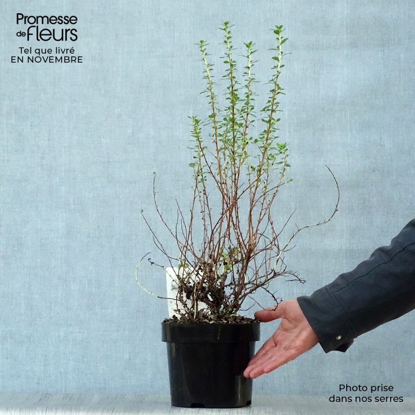 Escallonia Donard Seedling 1L/1.5L pot sample as delivered in autumn