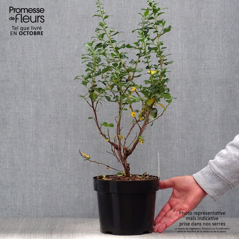 Escallonia Iveyi 2L/3L pot sample as delivered in autumn