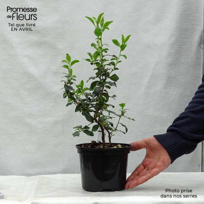 Escallonia Iveyi 2L/3L pot sample as delivered in spring