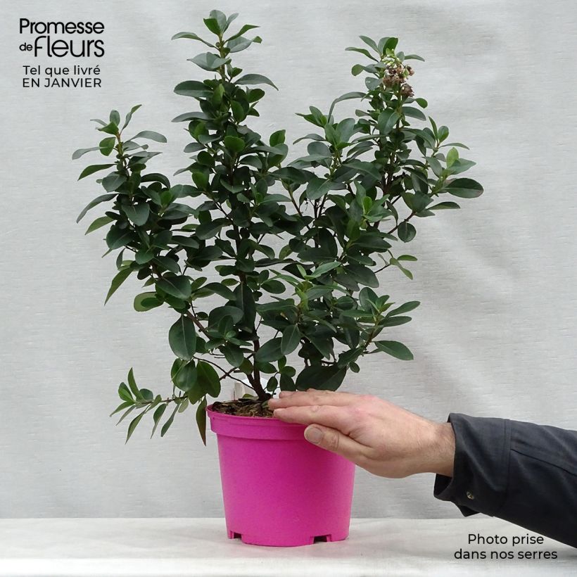 Escallonia laevis Pink Elle 2L/3L pot sample as delivered in winter
