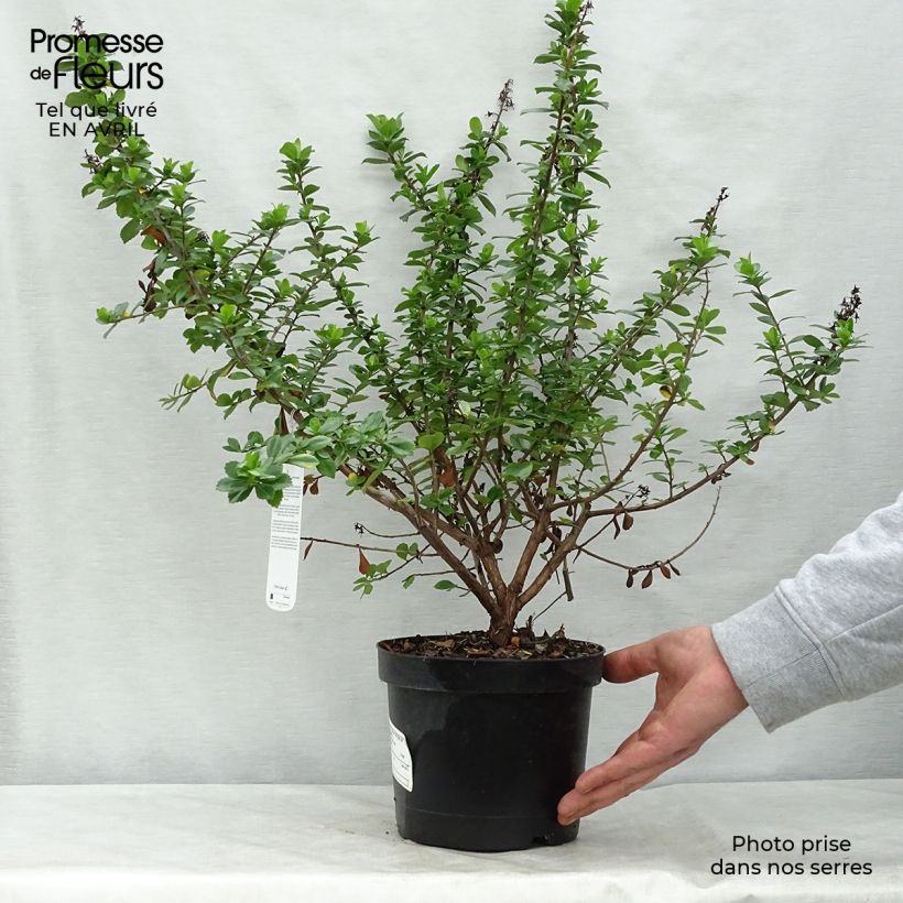 Escallonia virgata Pride of Donard 2L/3L pot sample as delivered in spring