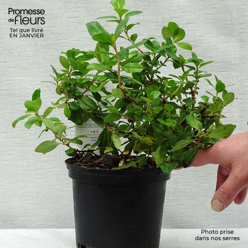 Escallonia laevis Gold Ellen 2L/3L pot sample as delivered in winter
