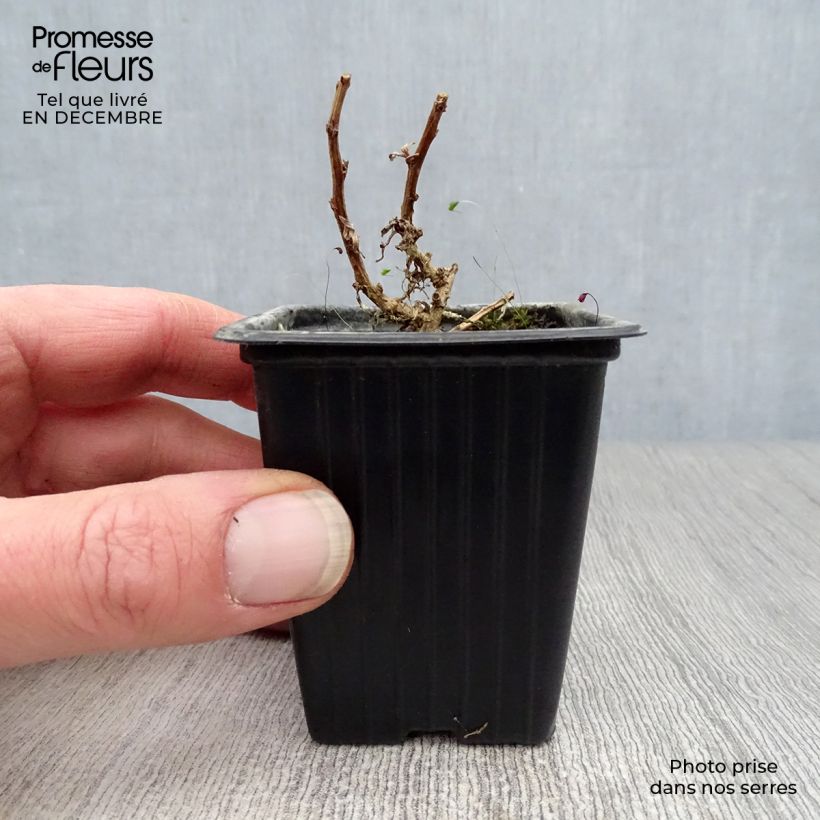 True Tarragon - Artemisia dracunculus 7/8 cm pot sample as delivered in winter