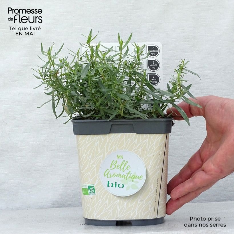 Organic True Tarragon plants - Artemisia dracunculus 1L/1.5L pot sample as delivered in spring