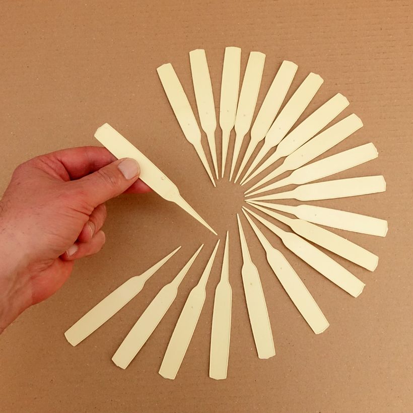 Example of Narrow ivory plant label Tin specimen as delivered