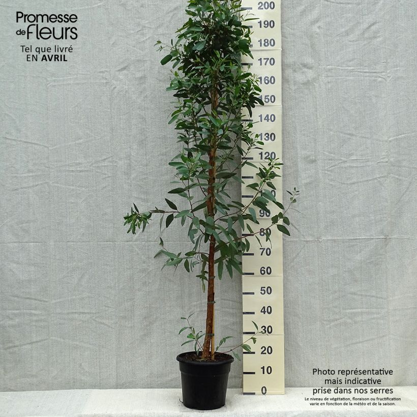 Eucalyptus camaldulensis Rostrata 7.5L/10L pot sample as delivered in spring