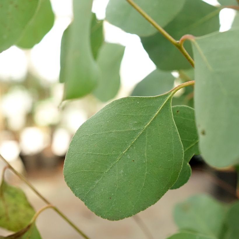 Eucalyptus camphora subsp humeana (Foliage)