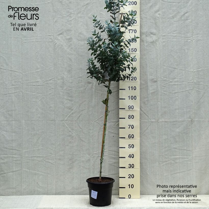 Eucalyptus globulus 7.5L/10L pot sample as delivered in spring