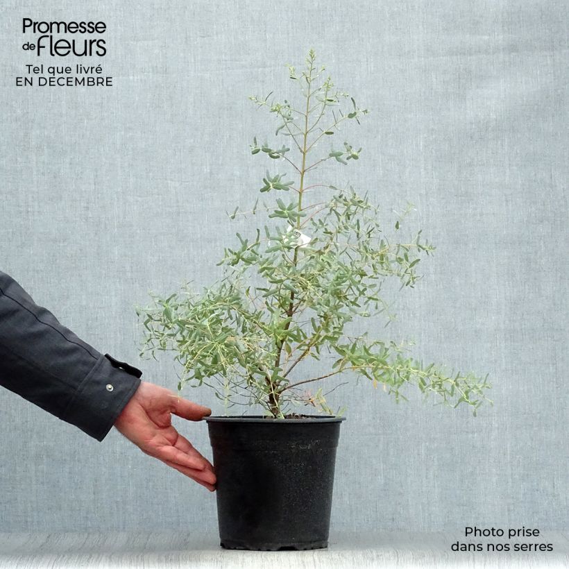 Eucalyptus gunnii France Bleu Rengun - Cider gum 3L/4L pot sample as delivered in winter