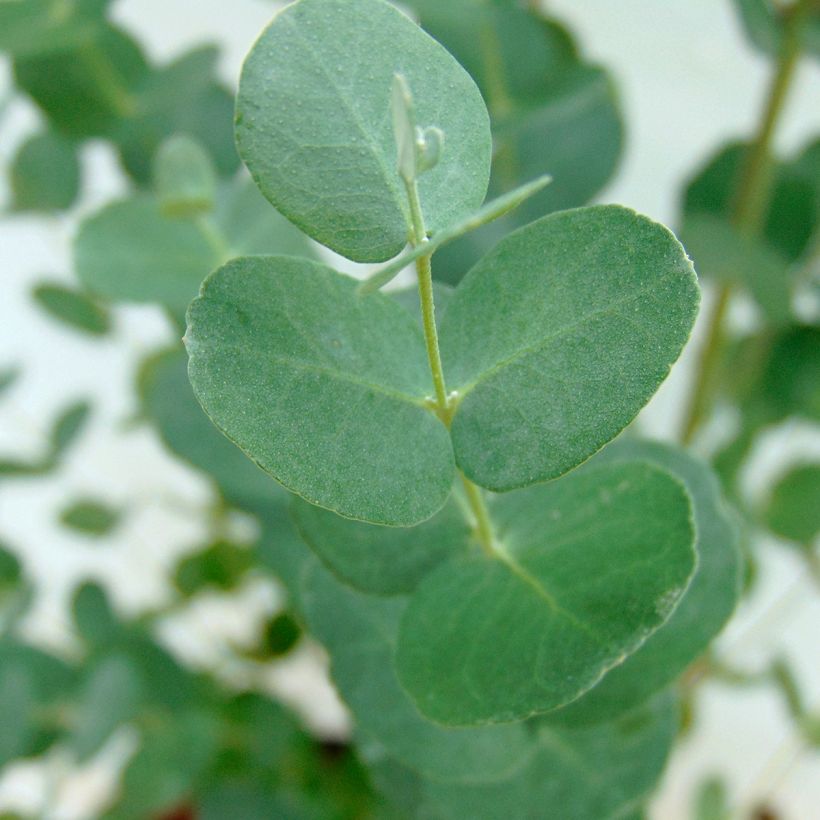 Cider gum - Eucalyptus gunnii (Foliage)