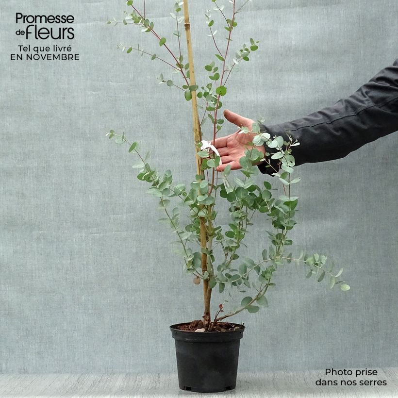 Eucalyptus gunnii Silverana 1.5L/2L pot sample as delivered in autumn