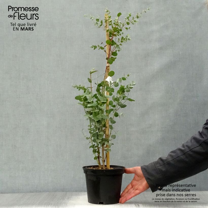 Eucalyptus gunnii Silverana 1.5L/2L pot sample as delivered in spring