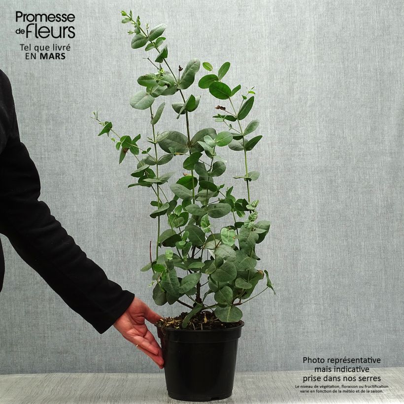 Eucalyptus neglecta 4L/5L pot sample as delivered in spring