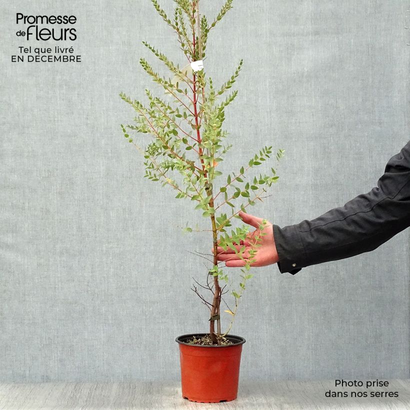 Eucalyptus parviflora 8/9 cm pot sample as delivered in winter