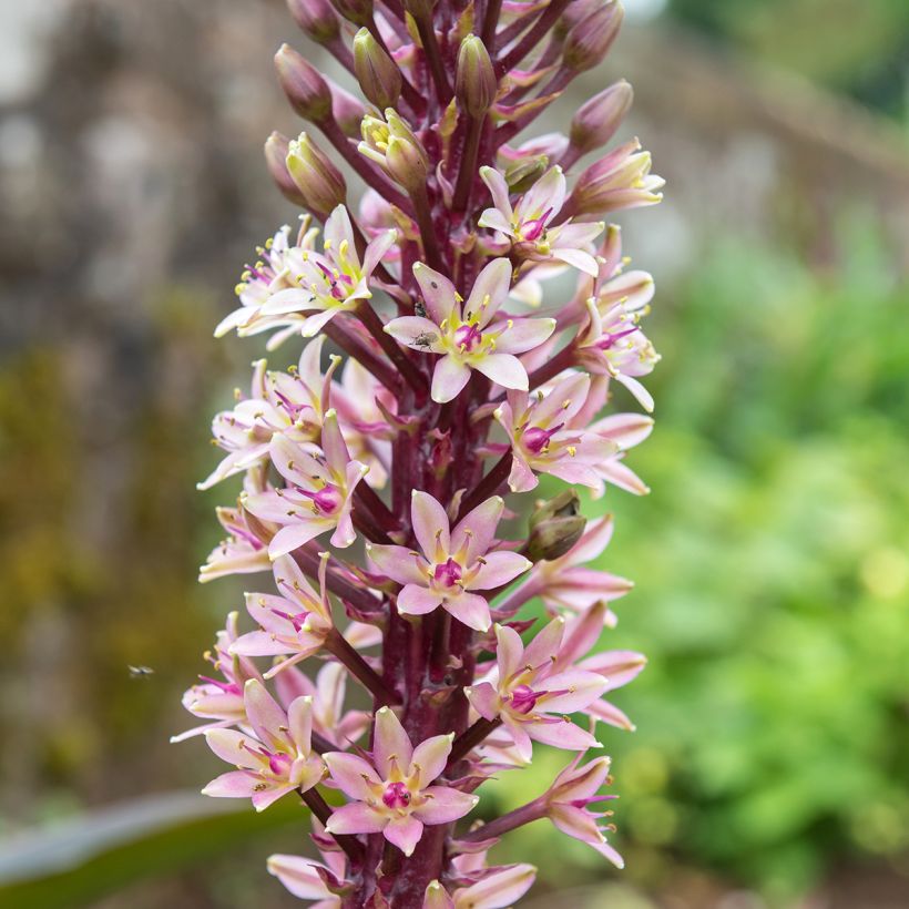 Eucomis comosa Indian Summer - Pineapple lily (Flowering)