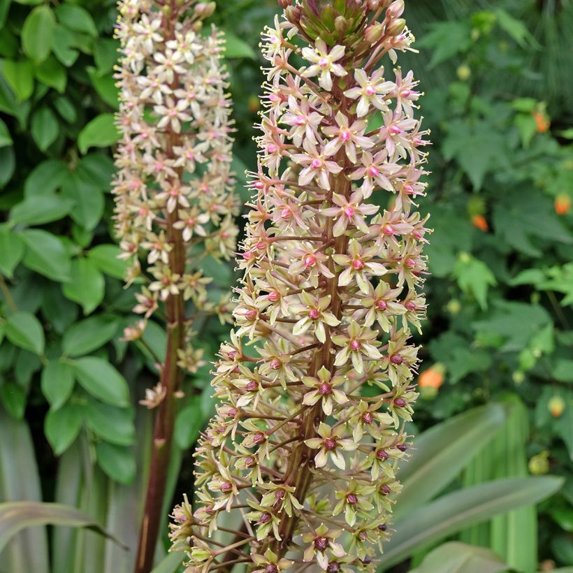 Eucomis comosa Sparkling Burgundy - Pineapple flower (Flowering)