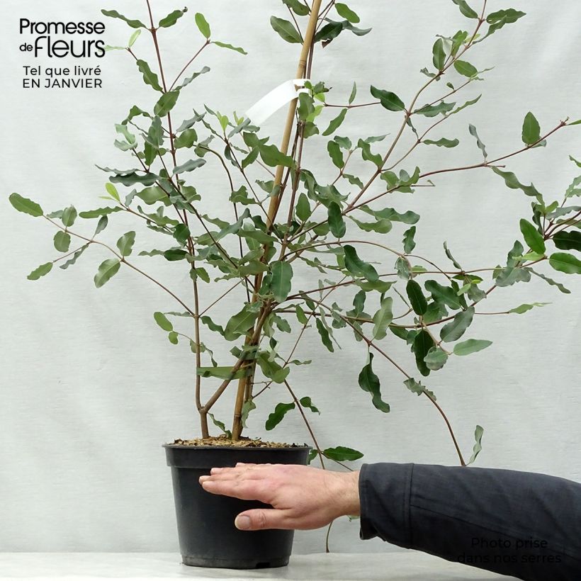 Eucryphia x intermedia Rostrevor 3L/4L pot sample as delivered in winter