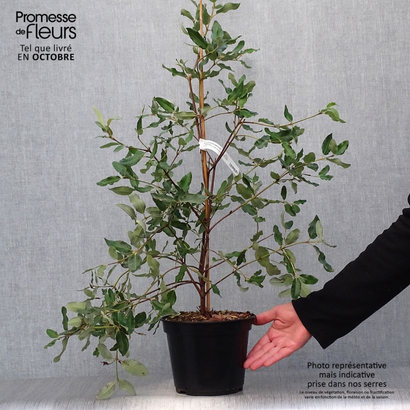Eucryphia x intermedia Rostrevor 3L/4L pot sample as delivered in autumn