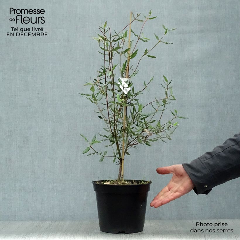 Eucryphia lucida Ballerina 4L/5L pot sample as delivered in winter