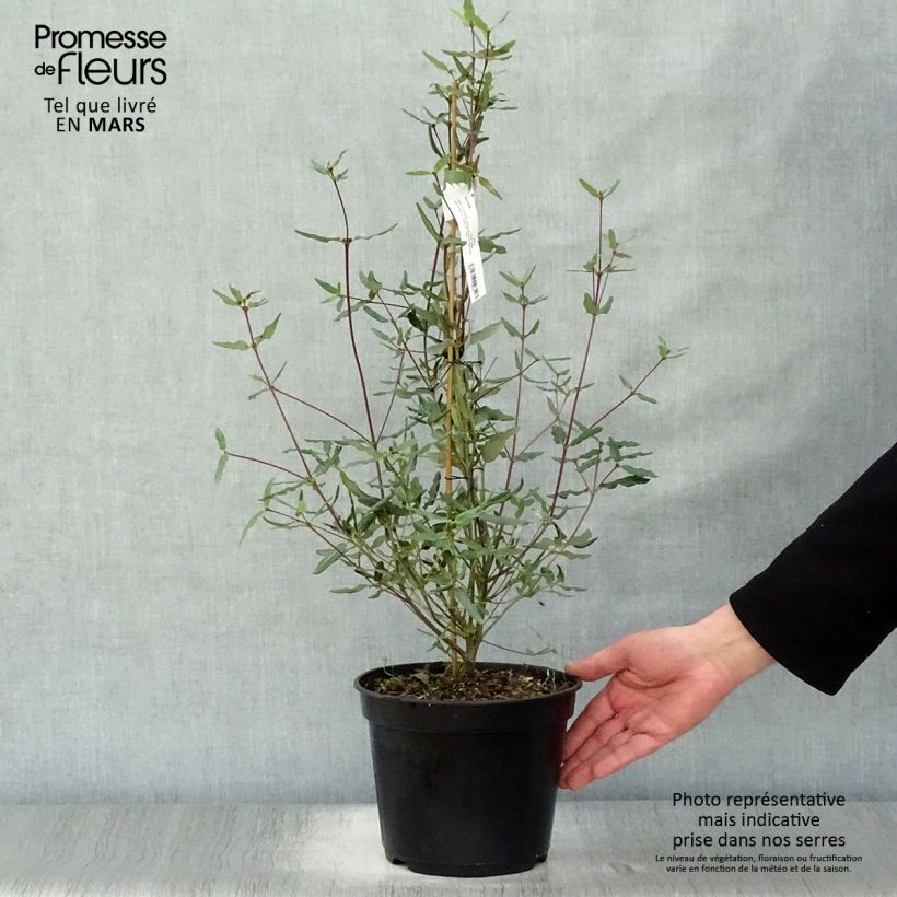 Eucryphia lucida Ballerina 4L/5L pot sample as delivered in spring