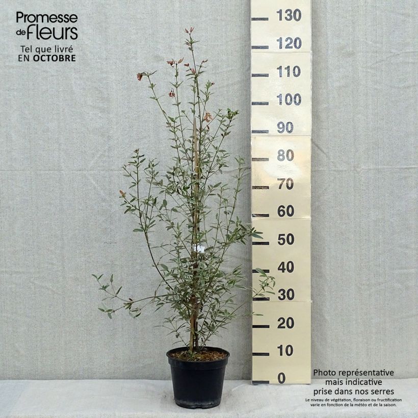 Eucryphia lucida Gilt Edge 4L/5L pot sample as delivered in autumn
